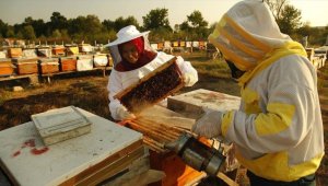 Doğu Karadeniz'den geçen yıl 2 milyon doları aşkın bal ihraç edildi