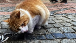 Edirne Balık Pazarı'nın müdavimi sevimli kedi "Limon", hamsi müptelası oldu