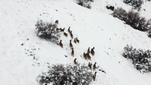 Elazığ'da kar üstünde yiyecek arayan dağ keçileri dron ile görüntülendi