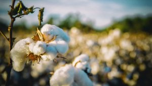 Emtia piyasası fiyatlamaların zorlaştığı bir haftayı geride bıraktı