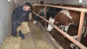 Genç mühendis, aldığı devlet desteğiyle besicilik yapıyor