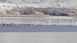Göçmen su kuşları Ankara'da mola verdi
