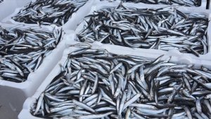 Hamsi ihracatı geçen yıl 11,1 milyon dolar kazandırdı