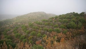 Hatay'da yangınlardan etkilenen ormanlık alanlar ağaçlandırmayla yeşerdi