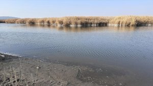 Iğdır'daki Karasu sulak alanında su seviyesi düştü