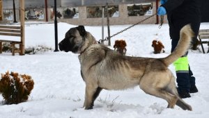 Kangal köpekleri bakıcılarıyla karda oyun oynadı
