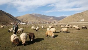 Kar kalınlığının geçen ocakta 2 metreyi aştığı Bitlis'te bu yıl hayvanlar hala merada 
