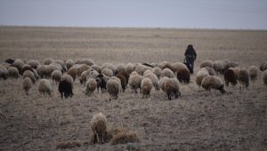 Kar yağmayınca besiciler "yem masraflarından tasarruf" için hayvanlarını meraya çıkardı