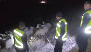 Kaybolan 45 koyunu jandarma ekipleri buldu