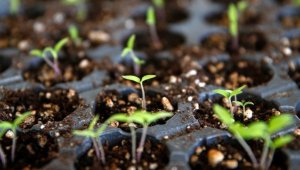 Kayseri Üniversitesi genetiği değiştirilmemiş tohumları çiftçilere dağıtıyor