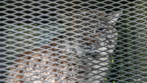 Kayseri'de bahçe teline takılarak yaralanan vaşak tedavi altına alındı