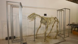 Kayseri'de fosil kazı çalışmalarında bulunan üç toynaklı at iskeleti ayağa kaldırıldı