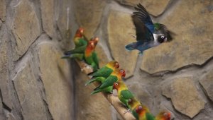 Kayseri'deki hayvanat bahçesi, ziyaretçilerini tropik kuşların cıvıltılarıyla ağırlıyor
