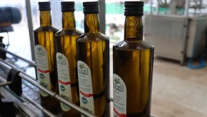Kilis zeytinyağının AB'ye tescil başvurusu üreticileri sevindirdi