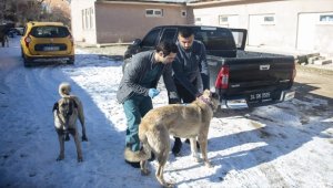 Kuduz karantinasına alınan Tunceli'nin Hozat ilçesinde aşı çalışmaları sürüyor