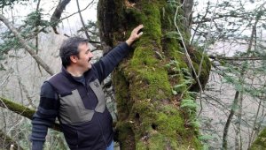 Küre Dağları'nda tesadüfen bulunan 661 yıllık kayacık ağacı koruma altına alınacak