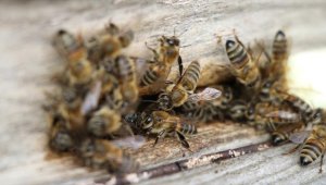 Küresel iklim değişikliği bal arılarının ömrünü kısaltıyor