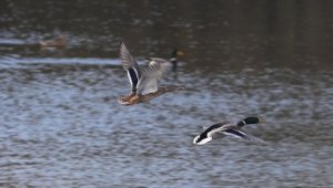 Küresel ısınma kuş göçünü de etkiledi 