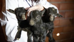 Mamak'taki Üreğil Hayvanat Bahçesi'nde doğan üçüz keçilere isim aranıyor 