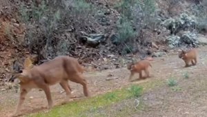 Muğla'da nesli tükenme tehlikesindeki karakulak ve iki yavrusu fotokapanla görüntülendi