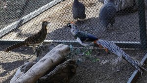 Osmanlı mirası "sultan tavuğu" Pursaklar'da yetiştiriliyor