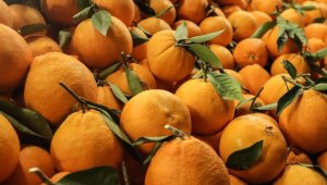 Rusya'ya narenciye ihracatı son 5 yılda sürekli arttı