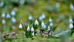 Sakarya'da kışın sıcak havaya aldanan kardelenler çiçek açtı