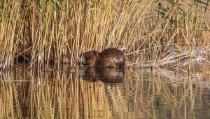 Su maymununun beslenme anı kameraya yansıdı