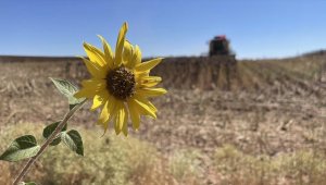 Trakya'da ayçiçeği ekimi yaklaşırken "derin sürümle toprağın nemini kaybetmeyin" uyarısı 