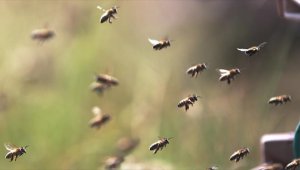 Türkiye'nin "arıcılık haritası" oluşturuldu