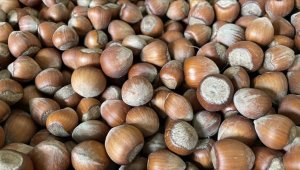 Türkiye'nin fındık ihracatının yüzde 34'ü Trabzon'dan yapıldı