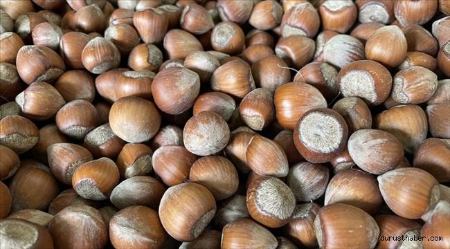 Türkiye'nin fındık ihracatının yüzde 34'ü Trabzon'dan yapıldı