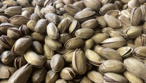 Türkiye'nin fıstık ihracatı 181,1 milyon dolar oldu