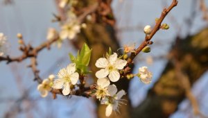Uşak ve Manisa'da erik ağaçları çiçek açtı