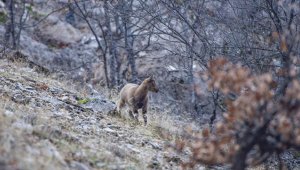 Yaban keçileri Munzur Vadisi'ndeki ormanlarda beslenirken görüntülendi