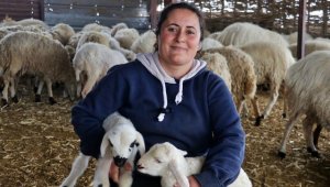 Ziraat mühendisi kadın, devlet desteğiyle küçükbaş hayvan yetiştiriciliği yapıyor 