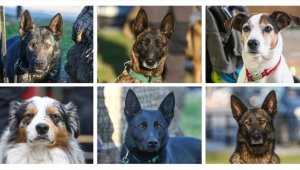 Arama kurtarma köpekleri, hassas burunlarıyla enkaz altındaki yüzlerce cana umut oldu