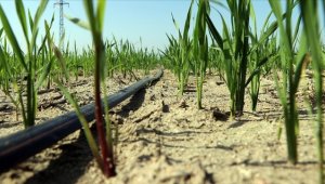 Buğday üretiminde damla sulama yöntemiyle ortalama yüzde 30 su tasarrufu sağlandı