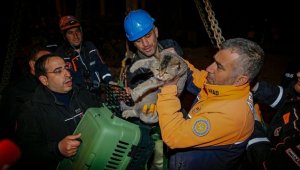 Deprem bölgesindeki evcil hayvanlar mikroçip sayesinde sahiplerine kavuşuyor