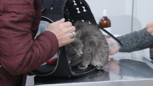 Deprem bölgesindeki hayvanların yaralarına merhem oldular