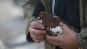 Ekipler enkazdan evcil hayvanları da kurtarıyor