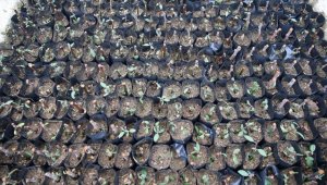 Hatay'da çelikleme yöntemiyle üretilen fidanlar doğaya nefes oluyor