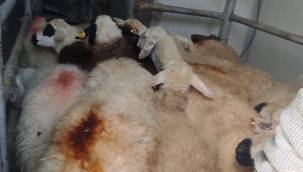 İncesulu besici, hayvanlarını yemek ihtiyacı için depremzedelere bağışladı