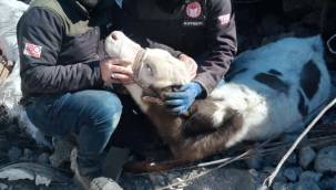 Kayserili veteriner hekimler 10 gün sonra enkazdan inek kurtardı