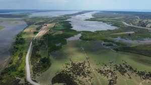 Küresel ısınma Kızılırmak Deltası'ndaki kuş varlığını da değiştirdi 