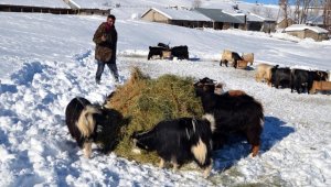 Muş'ta besiciler hayvanlarını besleyebilmek için kar örtüsünü eziyor 
