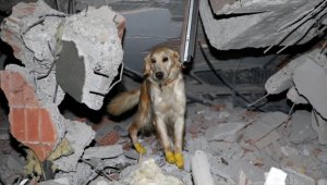 Patileri enkazda zarar gören "Köpük" yarasına aldırmadan kurtarma çalışmalarına destek veriyor