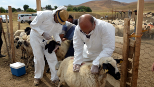 Talas'ta tarımsal kalkınmaya destek sürüyor