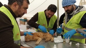 Tarım ve Orman Bakanlığı deprem bölgesindeki "can dostlar"ın da yardımına koşuyor