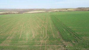 Tarla bitkileri profesöründen çiftçiye kurak dönem için tavsiyeler